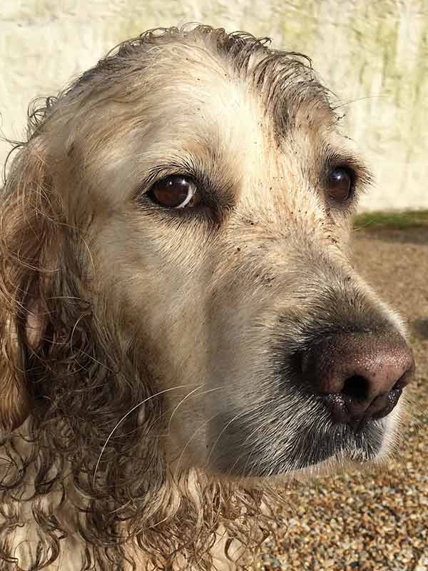 A picture of a muddy dog