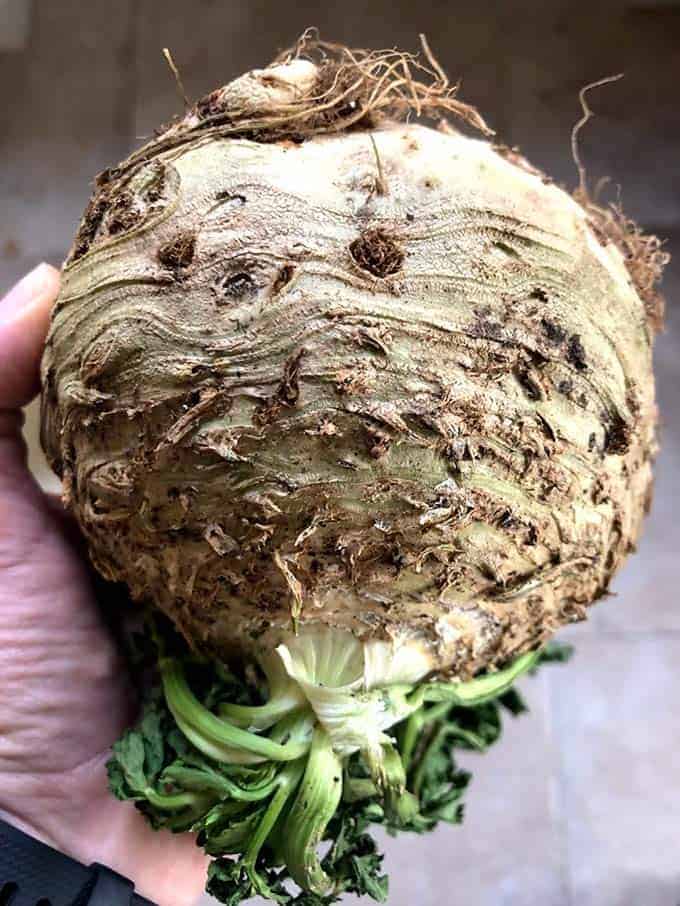 A celeriac with roots