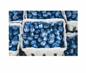Punnets of blueberries
