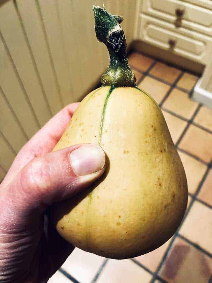 A small butternut squash being held